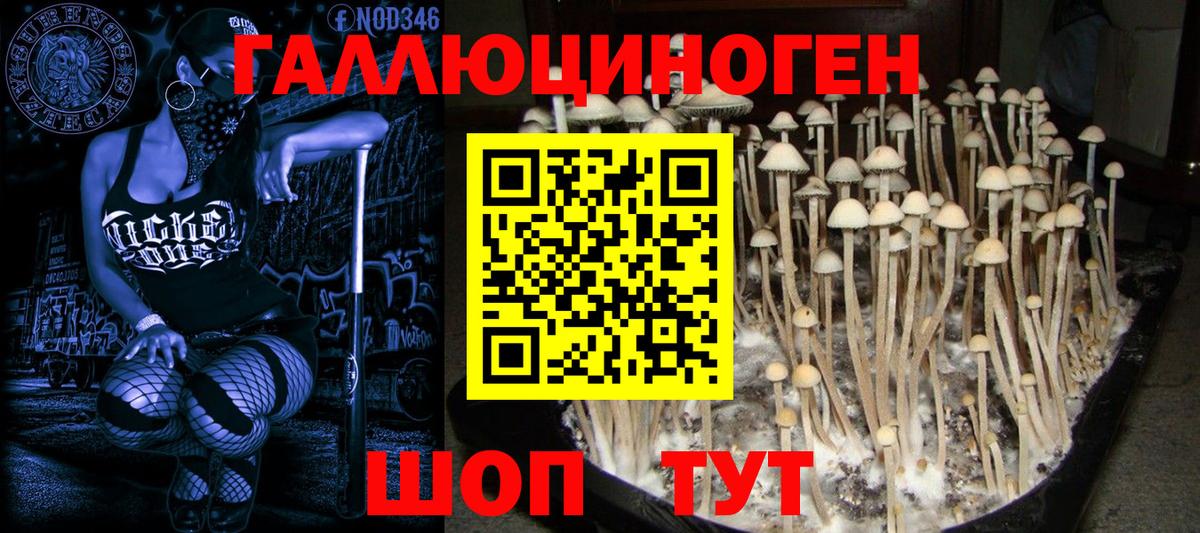 Псилоцибиновые грибы Cubensis Сертолово
